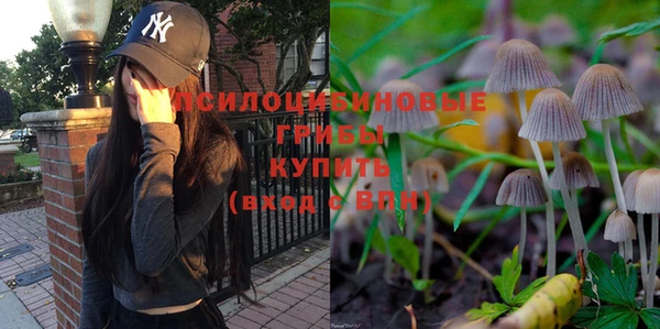 сатива Каменка
